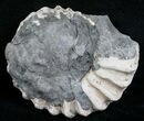 White Pleuroceras Ammonite - Germany #6159-1